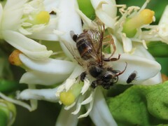 Apis mellifera capensis