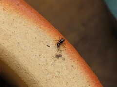 Heliophanus pistaciae