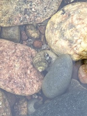 Pagurus bernhardus