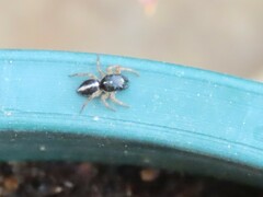 Heliophanus pistaciae