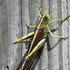 Schistocerca alutacea
