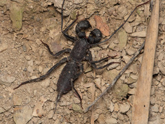 Typopeltis crucifer
