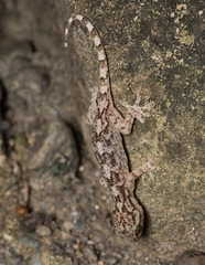 Gekko hokouensis