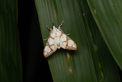 Cirrhochrista kosemponialis