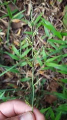 Oplismenus hirtellus