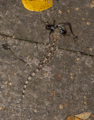 Gekko hokouensis