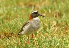 Phegornis mitchellii