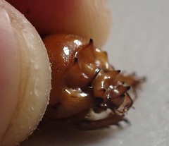 Blackbolbus contextus