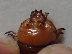 Blackbolbus contextus