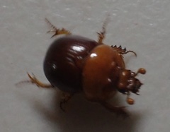 Blackbolbus contextus