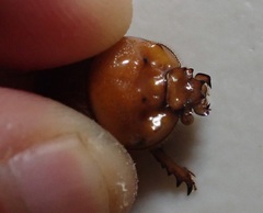 Blackbolbus contextus