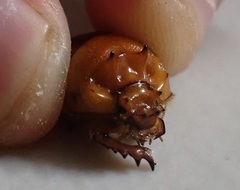 Blackbolbus contextus