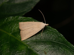 Rivula aequalis