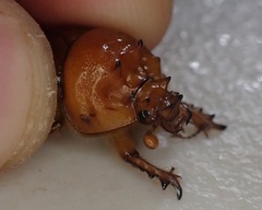 Blackbolbus contextus