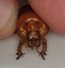 Blackbolbus contextus