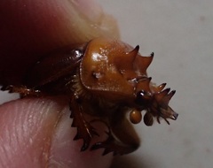 Blackbolbus contextus