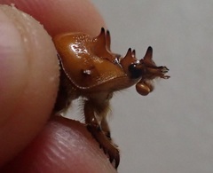 Blackbolbus contextus