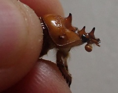 Blackbolbus contextus