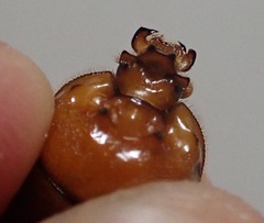 Blackbolbus contextus