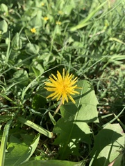Taraxacum officinale