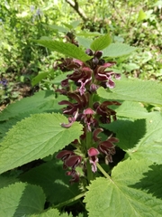 Lamium orvala