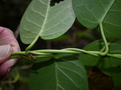 Vincetoxicum polyanthum