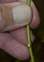 Vincetoxicum polyanthum