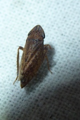Aphrodes makarovi
