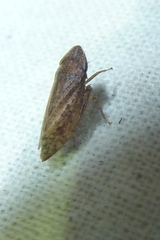 Aphrodes makarovi