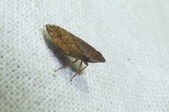Aphrodes makarovi
