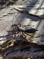 Mastigoproctus floridanus