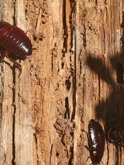 Eurycotis floridana