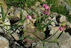 Lathyrus sylvestris