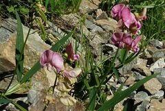 Lathyrus sylvestris