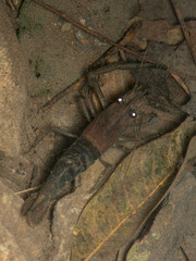 Macrobrachium asperulum