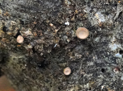 Porodisculus pendulus