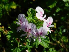Pelargonium greytonense