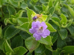Strobilanthes sessilis