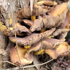 Hypholoma fasciculare