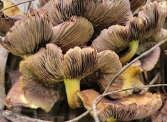 Hypholoma fasciculare