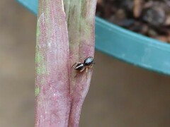 Heliophanus pistaciae