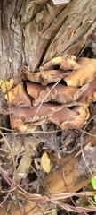 Hypholoma fasciculare