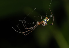 Leucauge tessellata