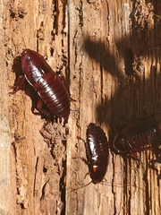 Eurycotis floridana