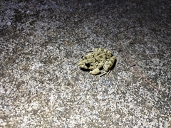 Fejervarya multistriata