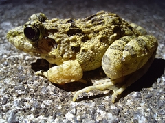 Fejervarya multistriata