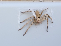 Eusparassus laevatus