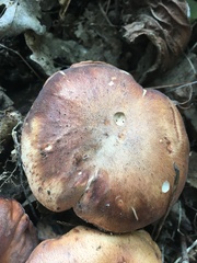 Polyporus