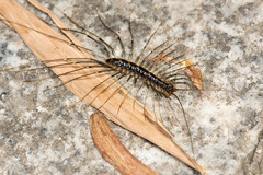 Thereuonema tuberculata