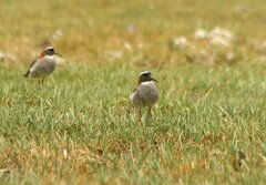 Phegornis mitchellii